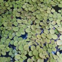 Piantine Galleggianti di Salvinia Natans
