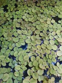 Piantine Galleggianti di Salvinia Natans