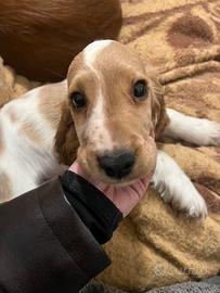 Cucciolo di cocker spaniel inglese- bianco lemon