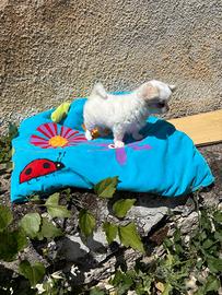 Chihuahua bianco