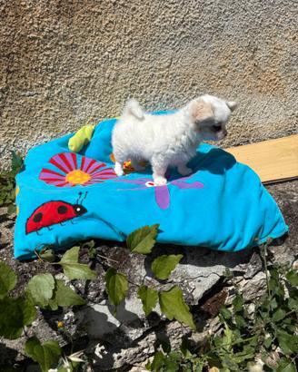 Chihuahua bianco