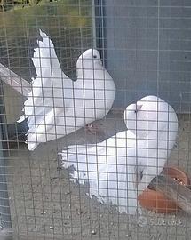 Colombe Pavoncelle bianche e a coda nera