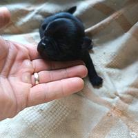 Stupendi chihuahua Toy