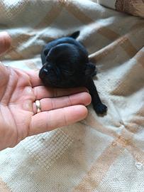 Stupendi chihuahua Toy