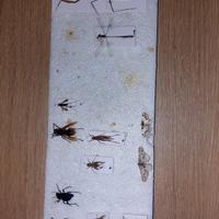 15 insetti spillati