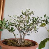 Pre bonsai ulivo