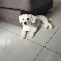 Maltese per accoppiamento, 2 anni, 3.7 kg