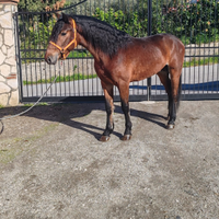 Puledro andaluso