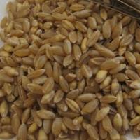 grano Senatore Cappelli