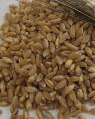 grano Senatore Cappelli