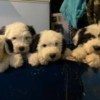 Bobtail cuccioli