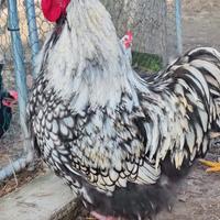 Gallo orpington gigante giovane