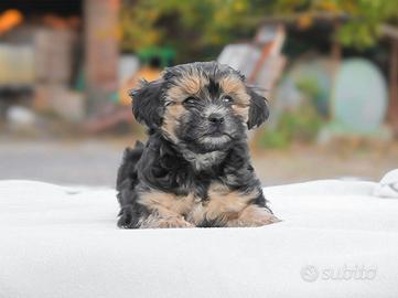 Cucciolo maschio di Maltipoo