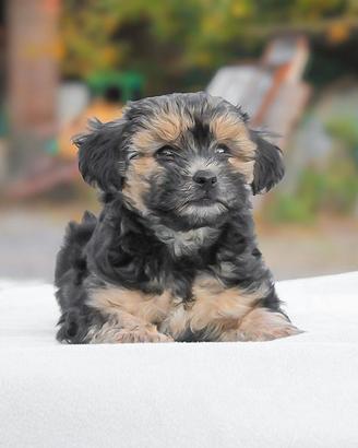 Cucciolo maschio di Maltipoo
