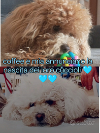 Cuccioli di maltipoo