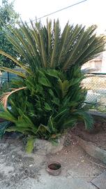 2 PIANTE CYCAS revoluta