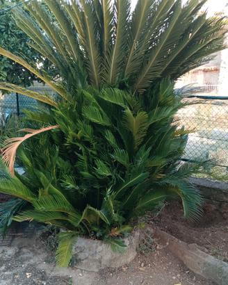 2 PIANTE CYCAS revoluta