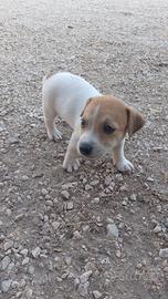 Jack Russell