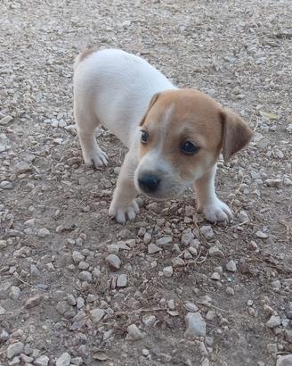 Jack Russell