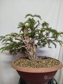 Prebonsai Tasso baccata