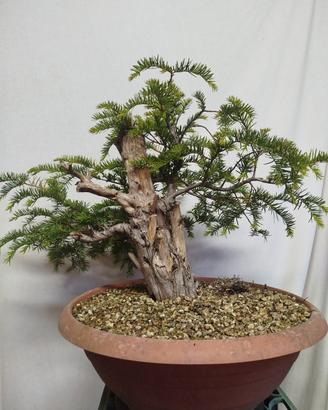 Prebonsai Tasso baccata