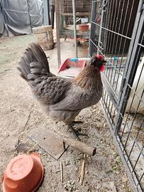 Gallo moroseta con 2 galline