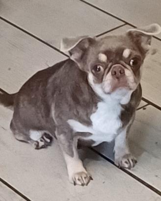 Femmina adulta chihuahua con pedigree