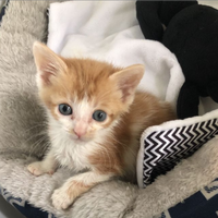 Gattino persiani mix