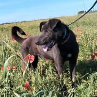 Taglia grande 2 anni Coffee