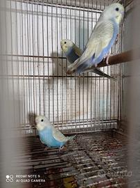 Pappagalli