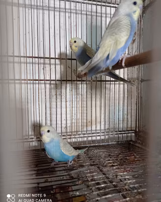 Pappagalli