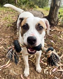 Femmina giovane salvata dalla strada