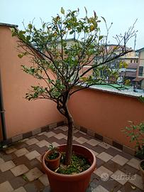 pianta di limone