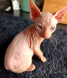 Sphynx maschio
