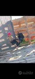Gallo olandese