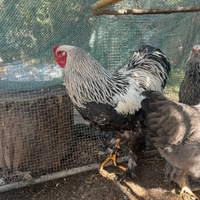Gallo brahma