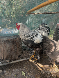 Gallo brahma