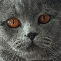 Gatto British Shorthair blu monta