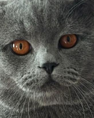 Gatto British Shorthair blu maschio per monta