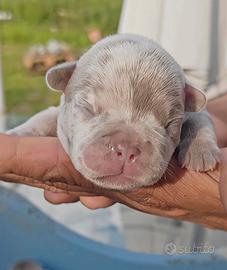Bulldog francese blu