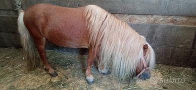 Cavallo