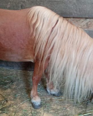 Cavallo