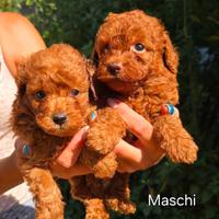 Cucciolo di Barboncino Nano