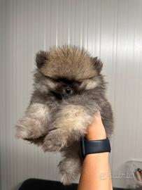 Cuccioli Spitz Di Pomerania