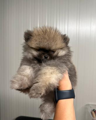 Cuccioli Spitz Di Pomerania