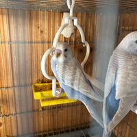 Cocoriti adulti e novelli