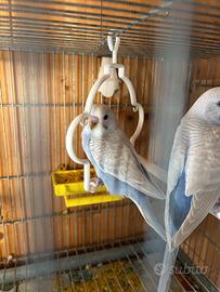 Cocoriti adulti e novelli