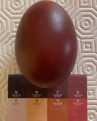 Polli ornamentali di razza