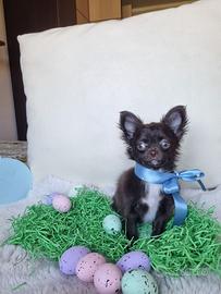 Chihuahua maschietto