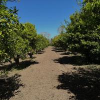 Terreno agricolo Ollastra (Or)